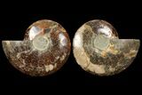 Cut & Polished Ammonite Fossil - Agatized #94196-1